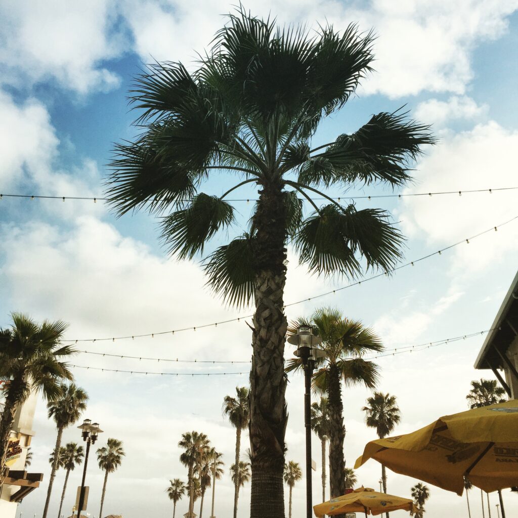 Palm trees in Orange County!