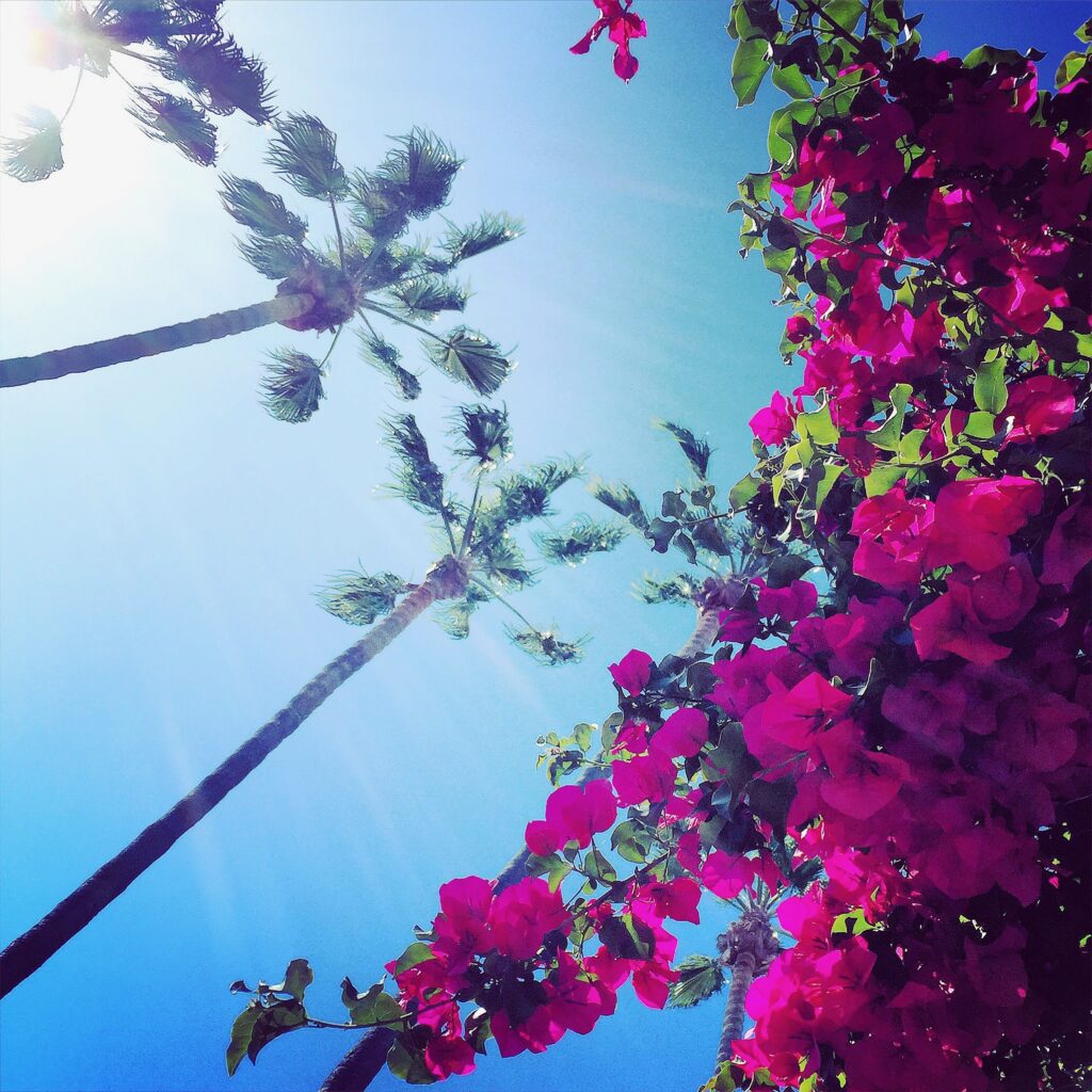 Looking up to the sky with views of palm trees and flowers.