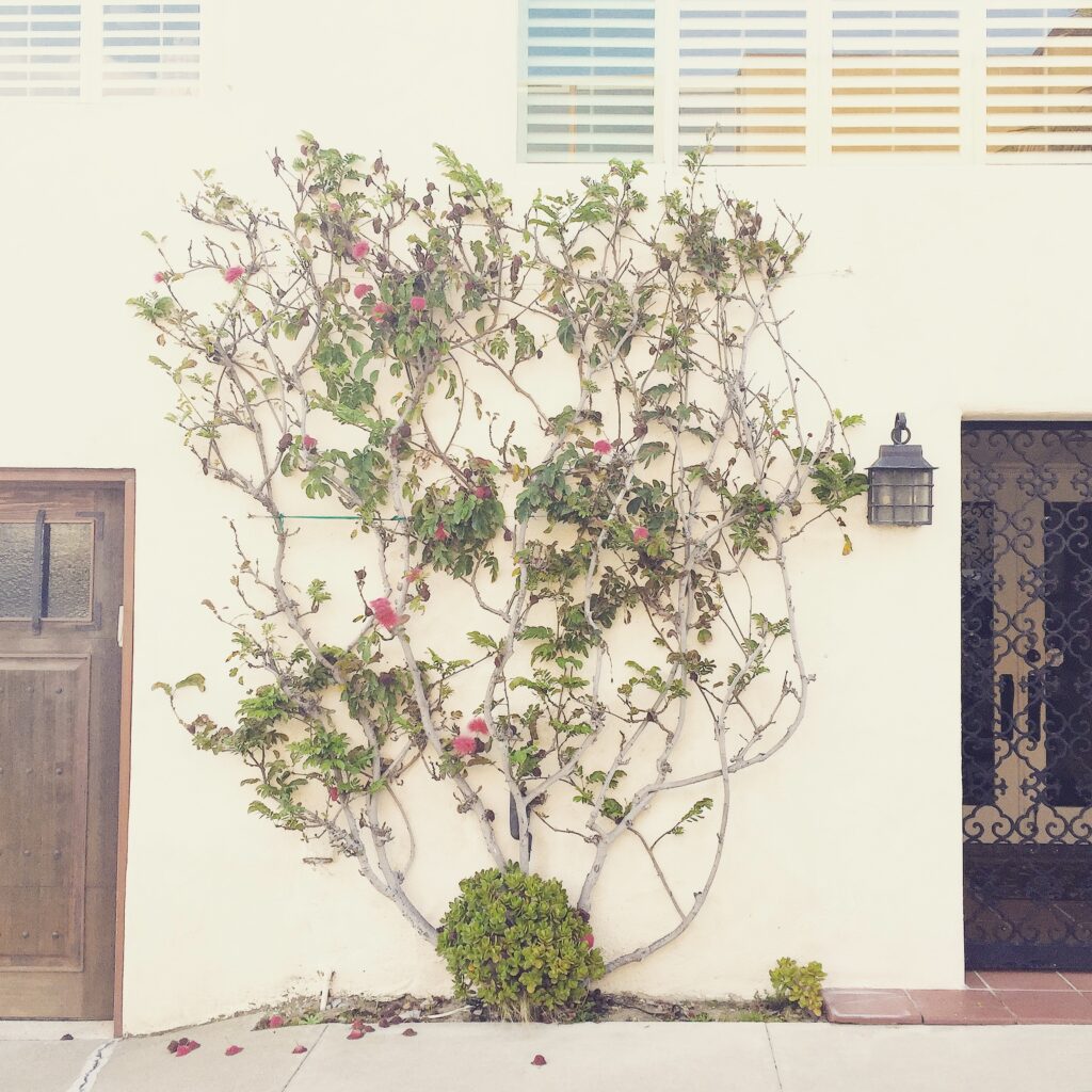 More beach house fronts with a shrub and branches.